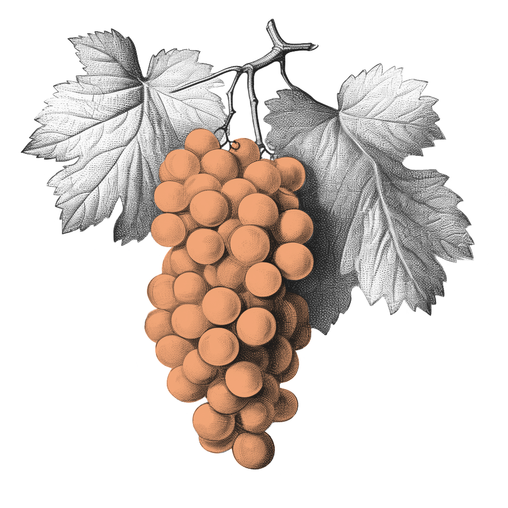 illustrazione-grappolo-di-uva