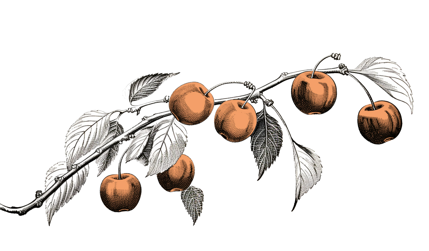illustrazione-ramo-di-ciliegia