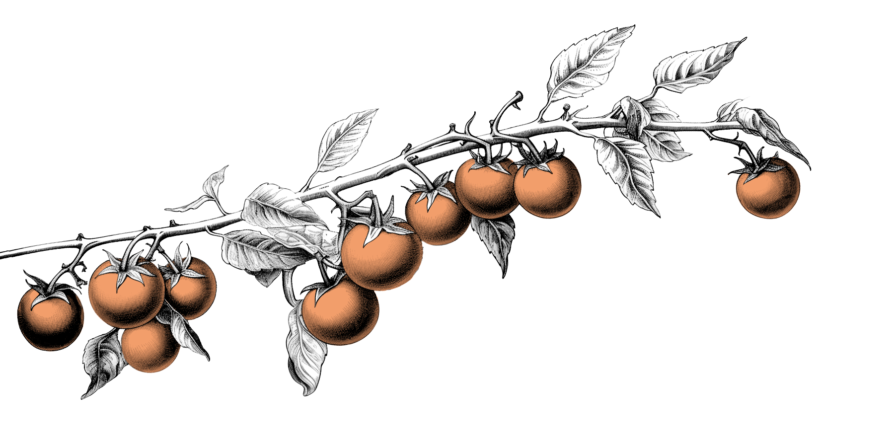 illustrazione-ramo-di-pomodoro-ciliegino