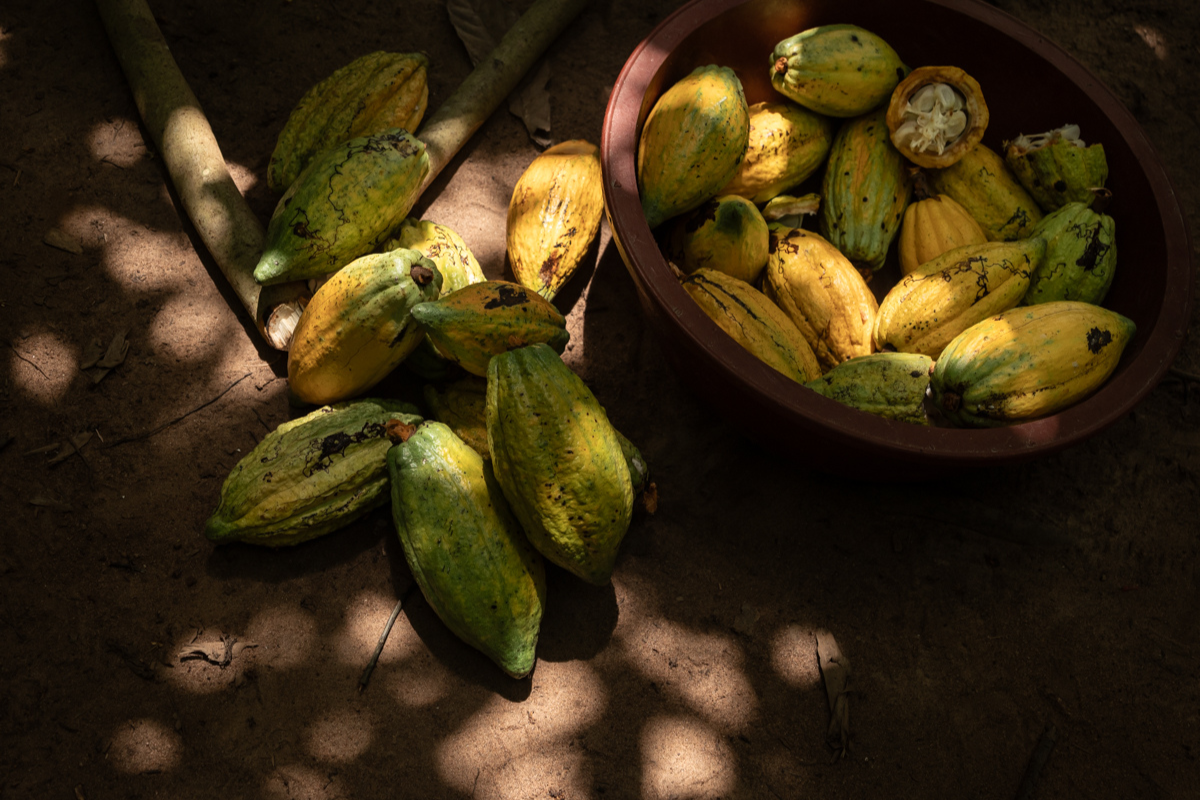Cabossa, frutto del cacao