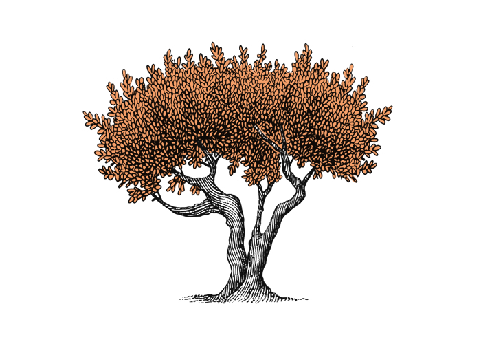 illustrazione-albero-ulivo