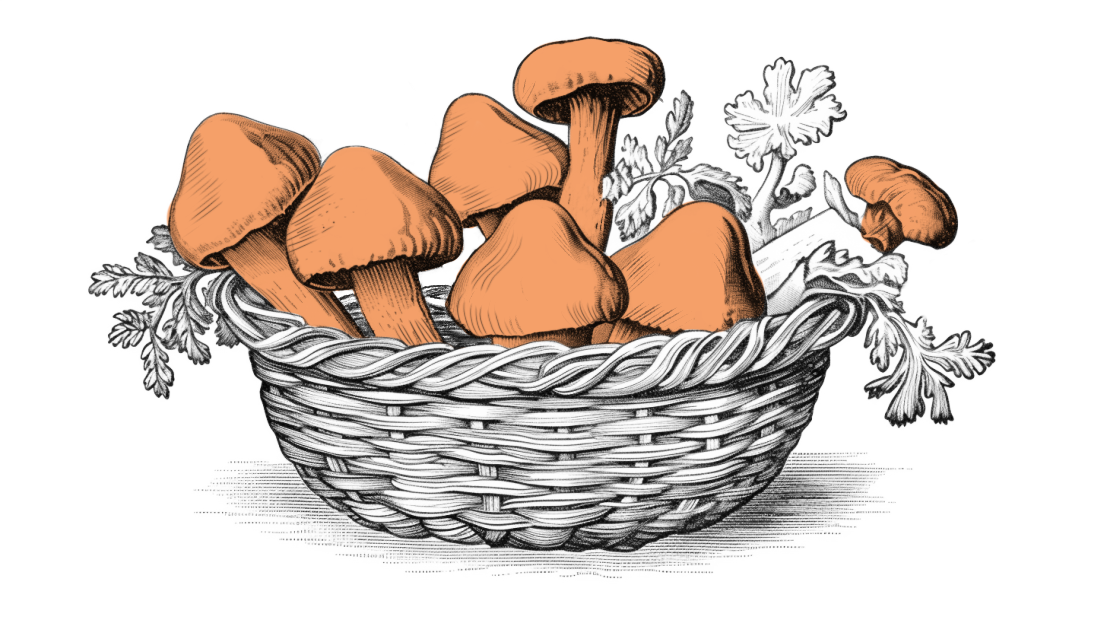 illustrazione-cesto-di-funghi